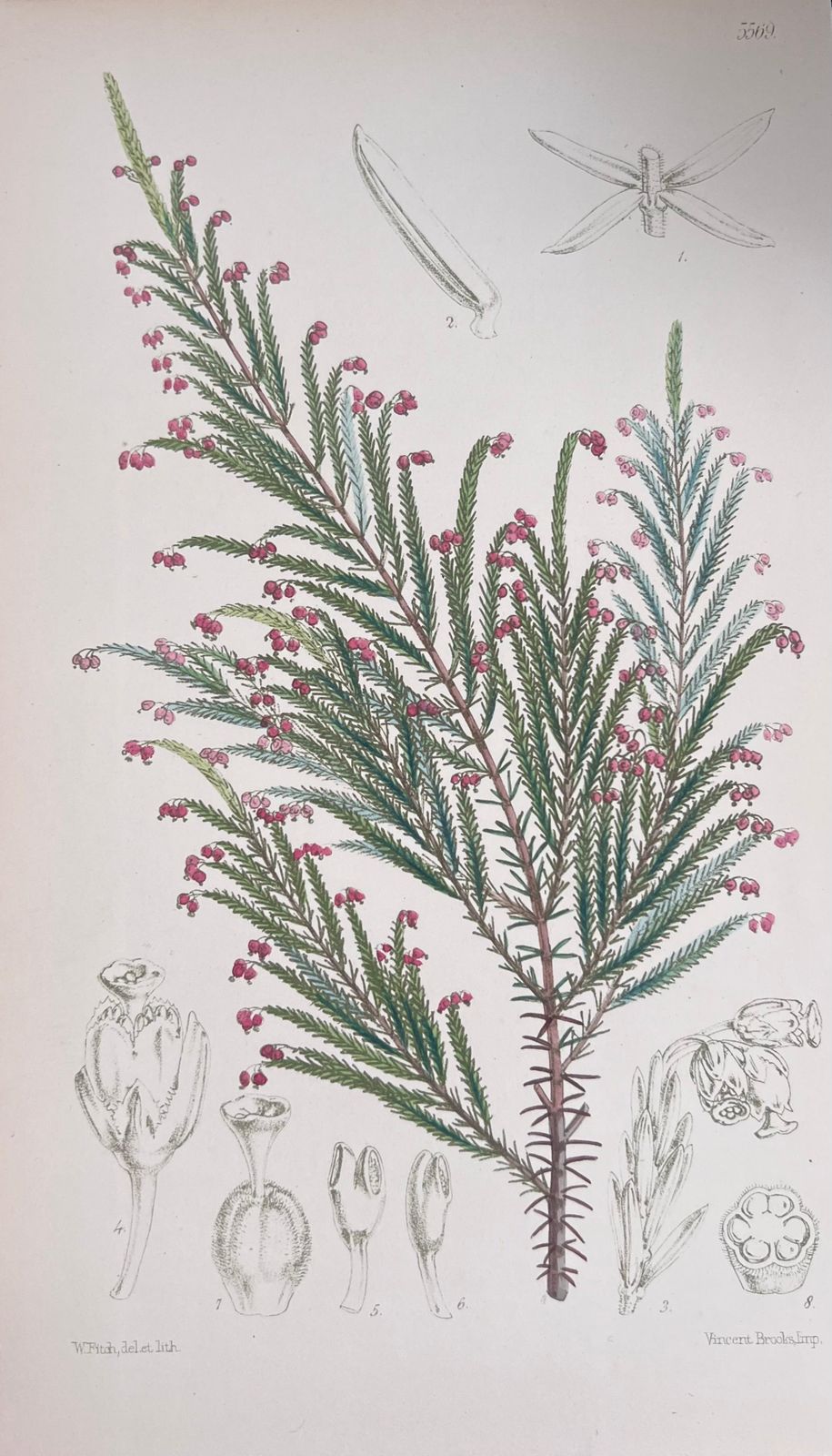 Unknownset Of Six Fine Antique British Hand Coloured Botanical Prints, Circa 1900'searly Mid 19th Century photo Art