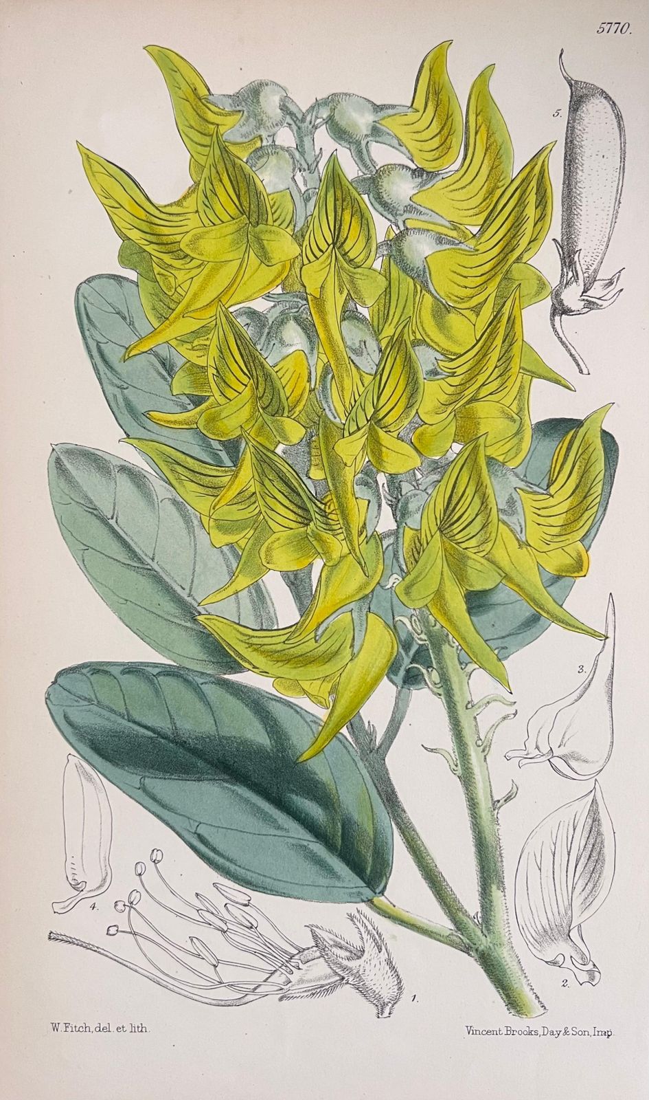 Unknownset Of Six Fine Antique British Hand Coloured Botanical Prints, Circa 1900'searly Mid 19th Century photo furniture