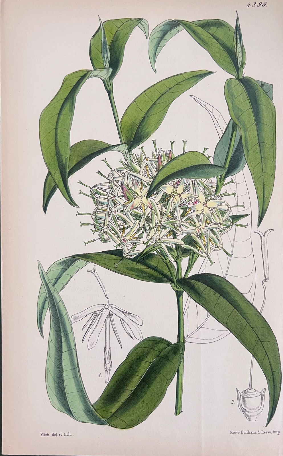 Unknownset Of Six Fine Antique British Hand Coloured Botanical Prints, Circa 1900'searly Mid 19th Century photo vinterior
