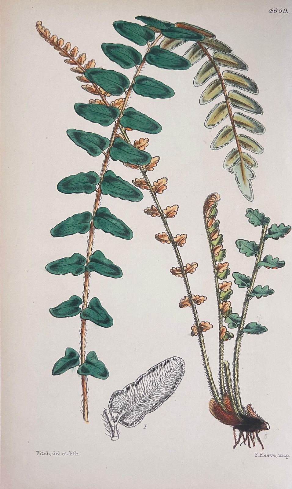 Unknownset Of Six Fine Antique British Hand Coloured Botanical Prints, Circa 1900'searly Mid 19th Century photo Art