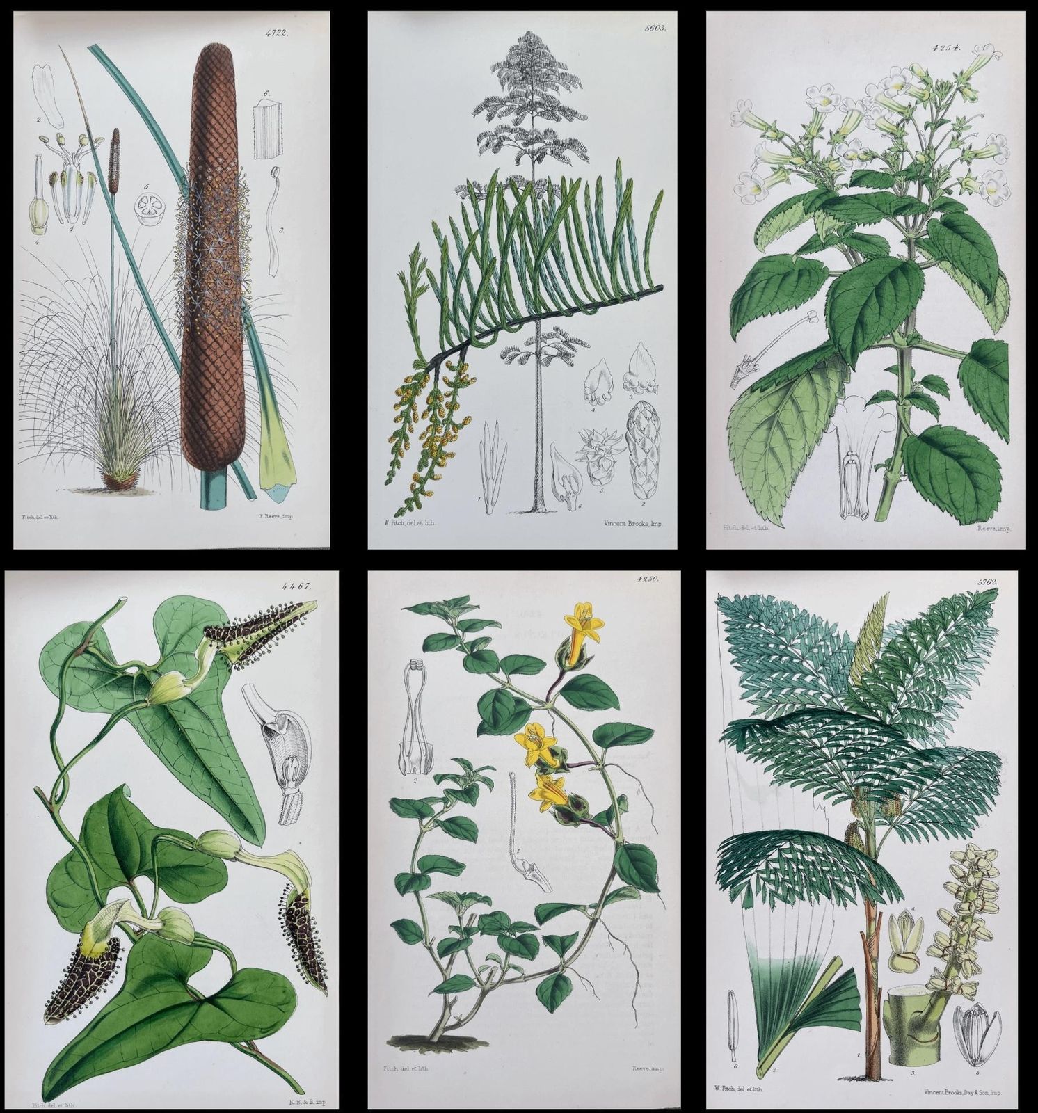 Unknownset Of Six Fine Antique British Hand Coloured Botanical Prints, Circa 1900'searly Mid 19th Century