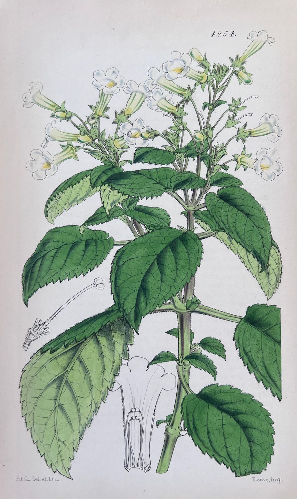 Unknownset Of Six Fine Antique British Hand Coloured Botanical Prints, Circa 1900'searly Mid 19th Century photo 400.0