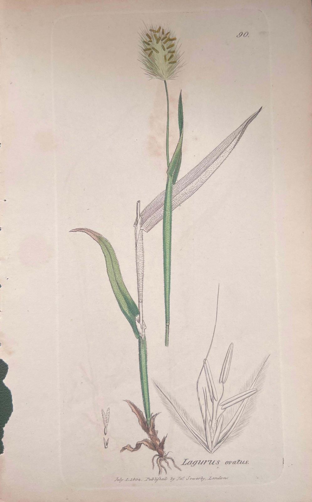 Unknownset Of Six Fine Antique British Hand Coloured Botanical Prints, Circa 1900'searly Mid 19th Century photo vinterior