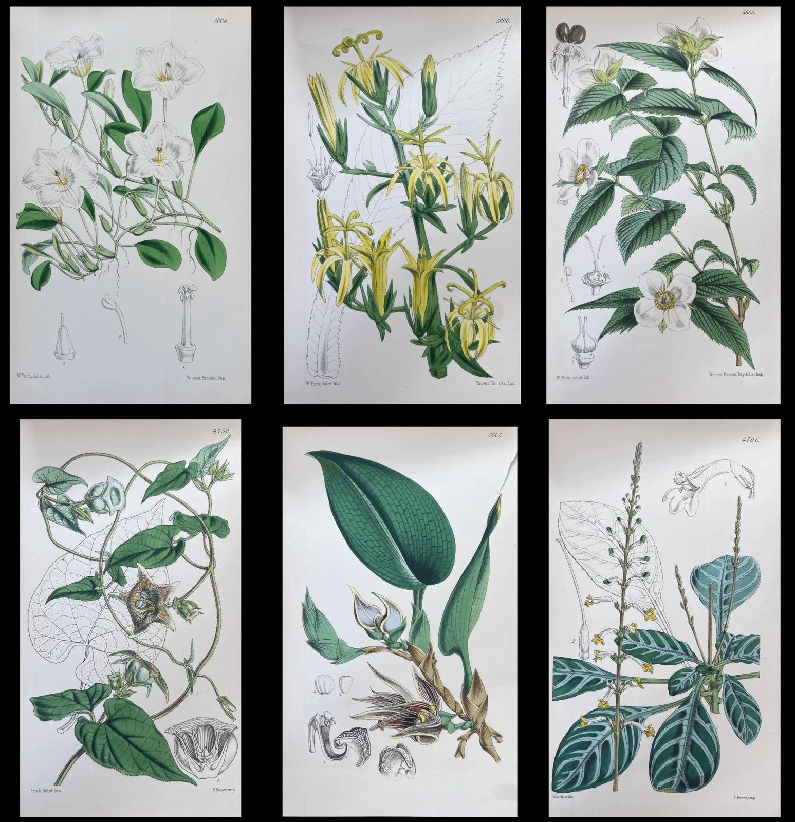 Unknownset Of Six Fine Antique British Hand Coloured Botanical Prints, Circa 1900'searly Mid 19th Century