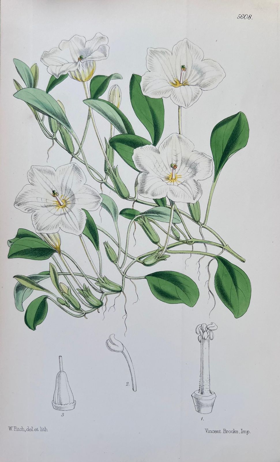 Unknownset Of Six Fine Antique British Hand Coloured Botanical Prints, Circa 1900'searly Mid 19th Century photo furniture