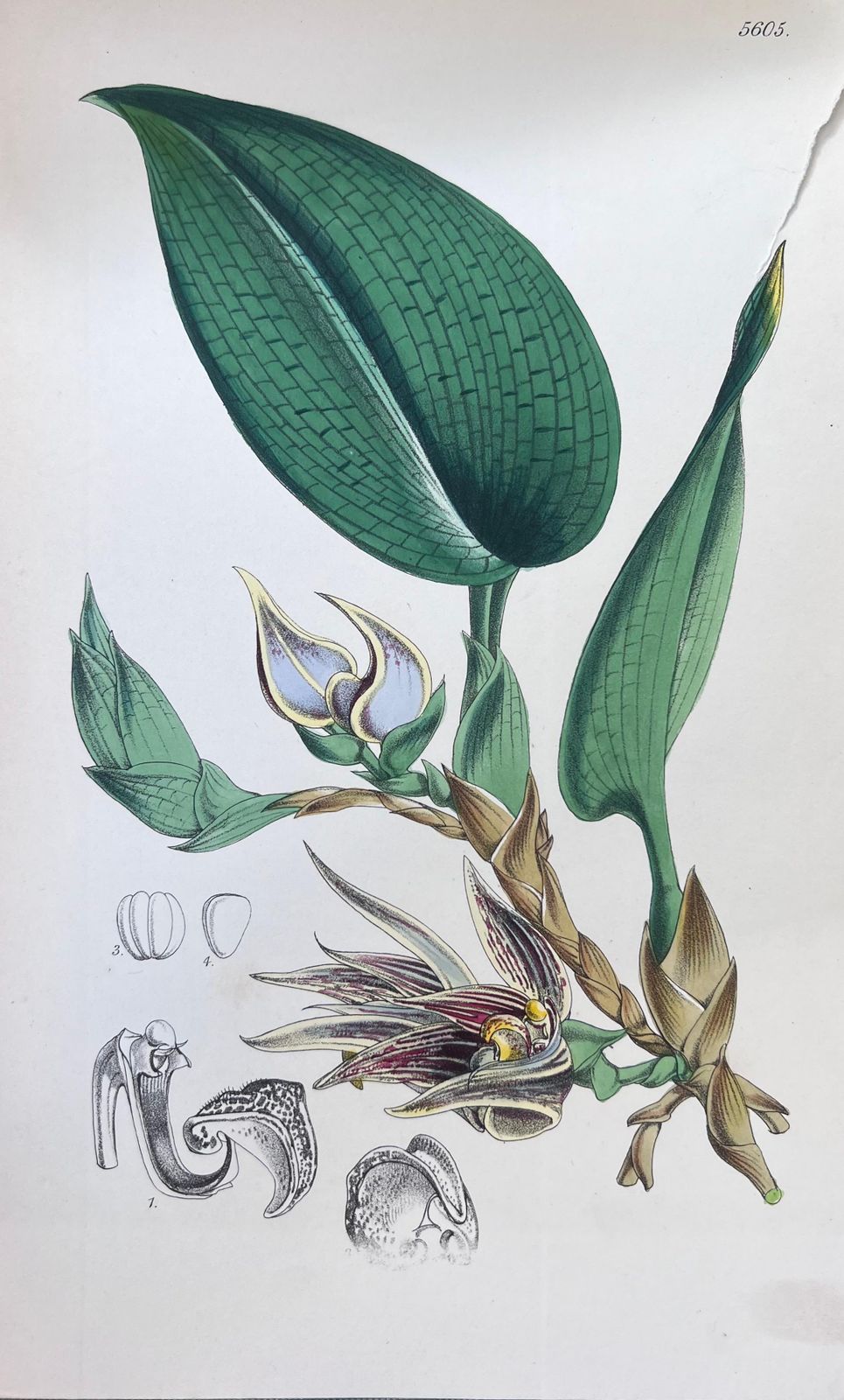 Unknownset Of Six Fine Antique British Hand Coloured Botanical Prints, Circa 1900'searly Mid 19th Century photo Art