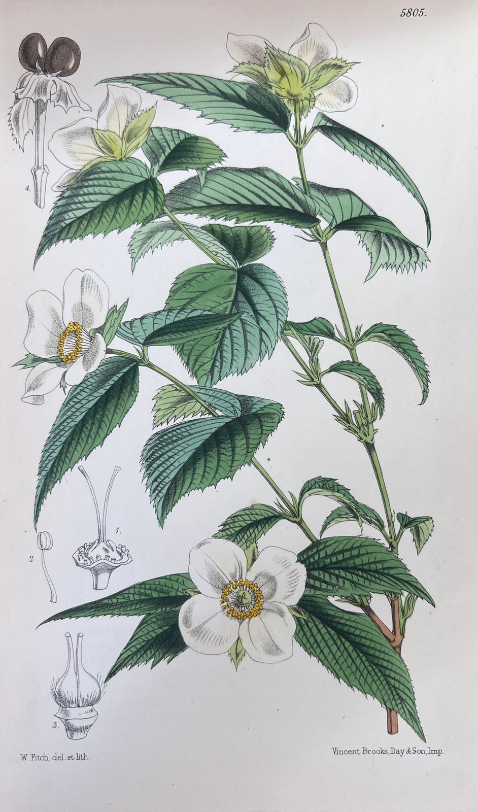 Unknownset Of Six Fine Antique British Hand Coloured Botanical Prints, Circa 1900'searly Mid 19th Century photo buy