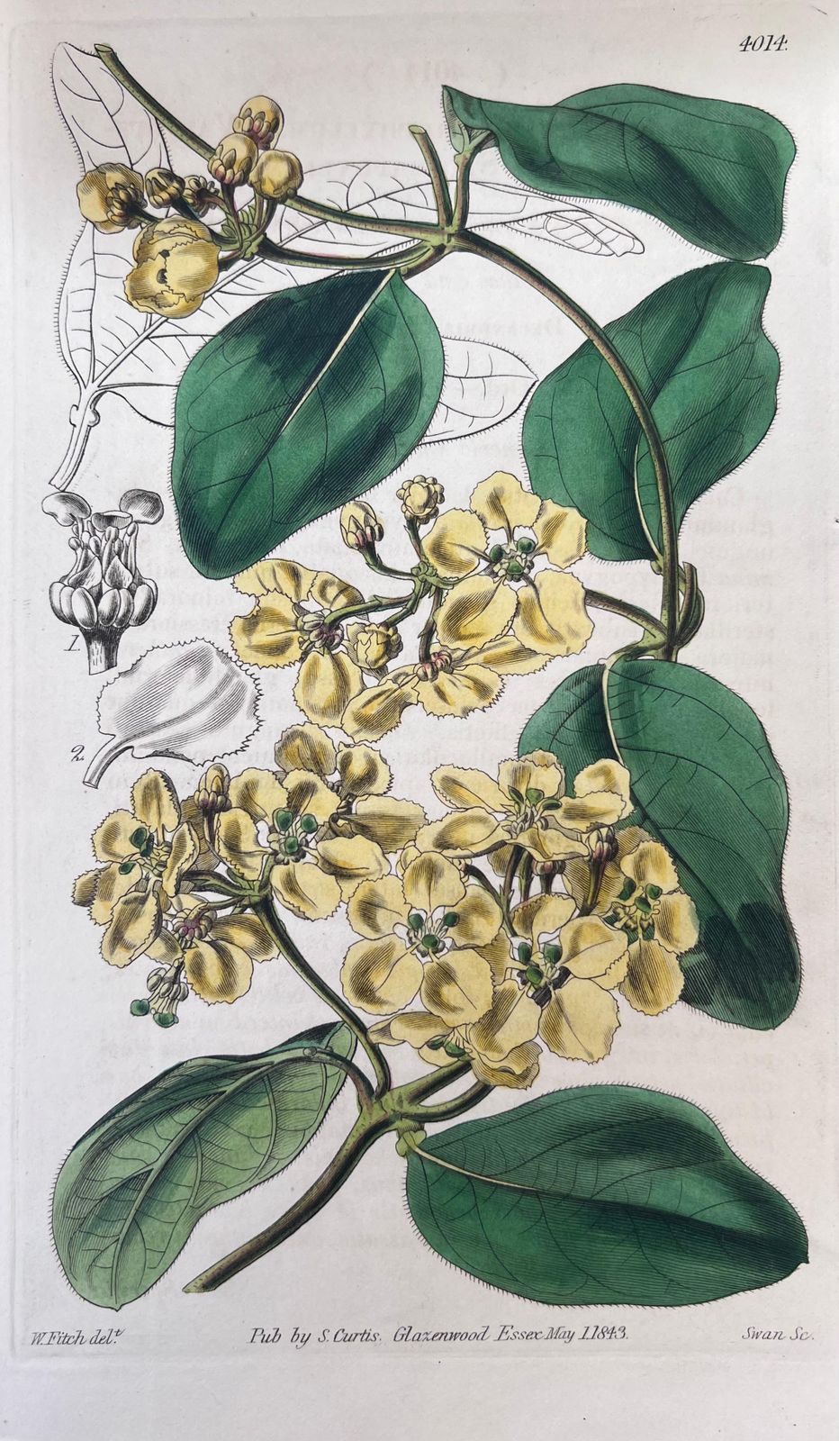 Unknownset Of Six Fine Antique British Hand Coloured Botanical Prints, Circa 1900'searly Mid 19th Century photo 408.0