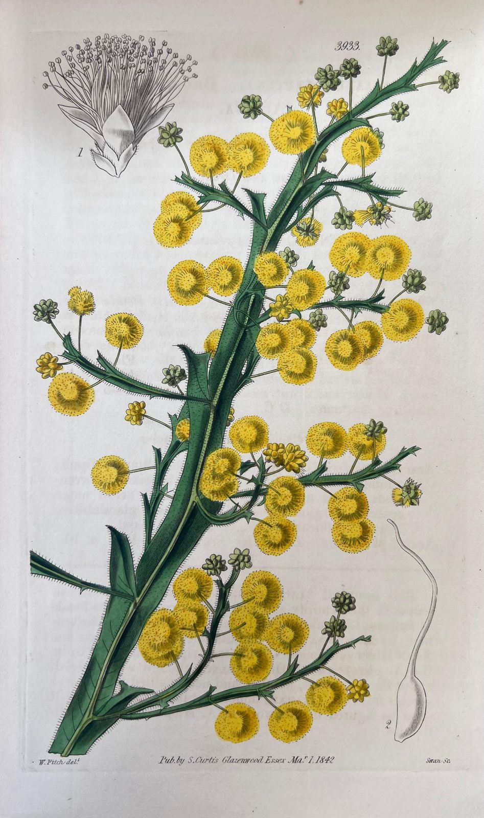 Unknownset Of Six Fine Antique British Hand Coloured Botanical Prints, Circa 1900'searly Mid 19th Century photo vinterior