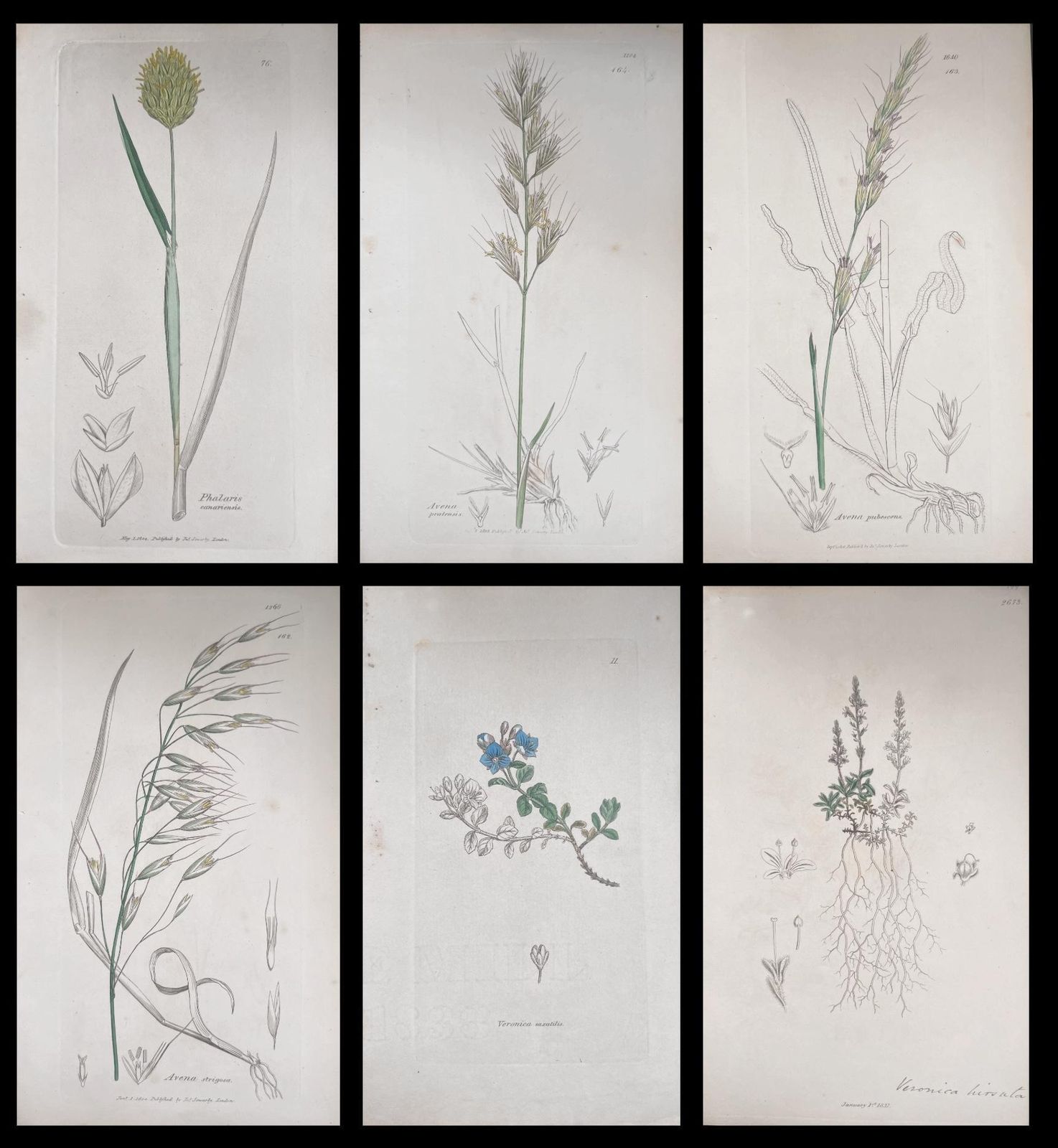 Unknownset Of Six Fine Antique British Hand Coloured Botanical Prints, Circa 1900'searly Mid 19th Century