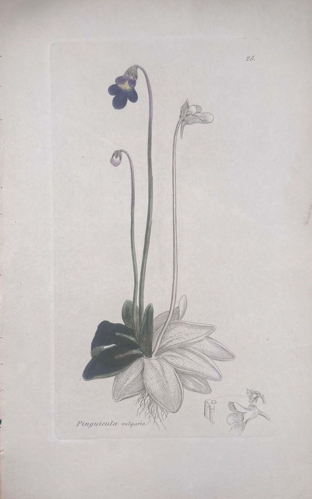 Unknownset Of Six Fine Antique British Hand Coloured Botanical Prints, Circa 1900'searly Mid 19th Century photo vinterior