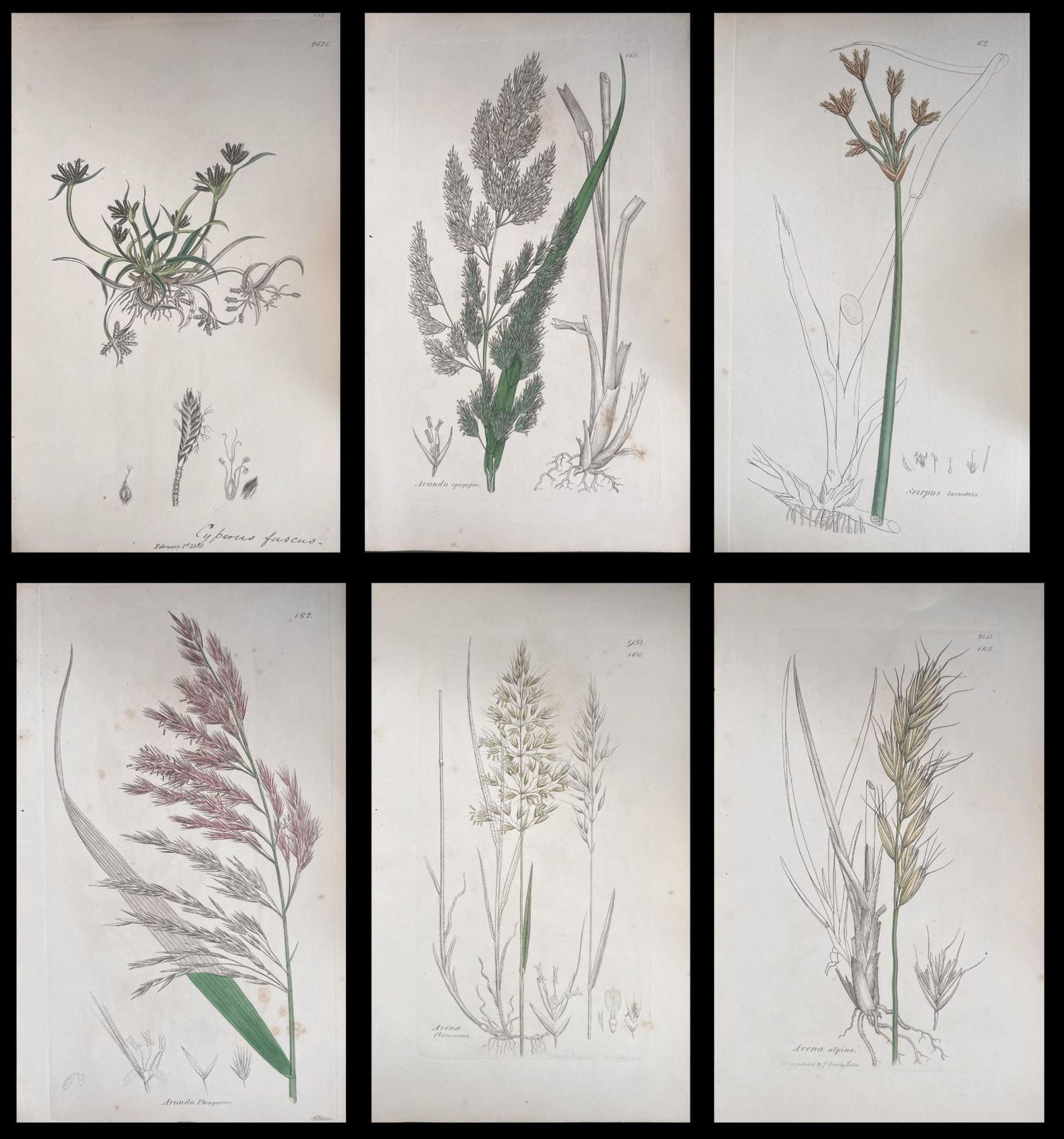 Unknownset Of Six Fine Antique British Hand Coloured Botanical Prints, Circa 1900'searly Mid 19th Century