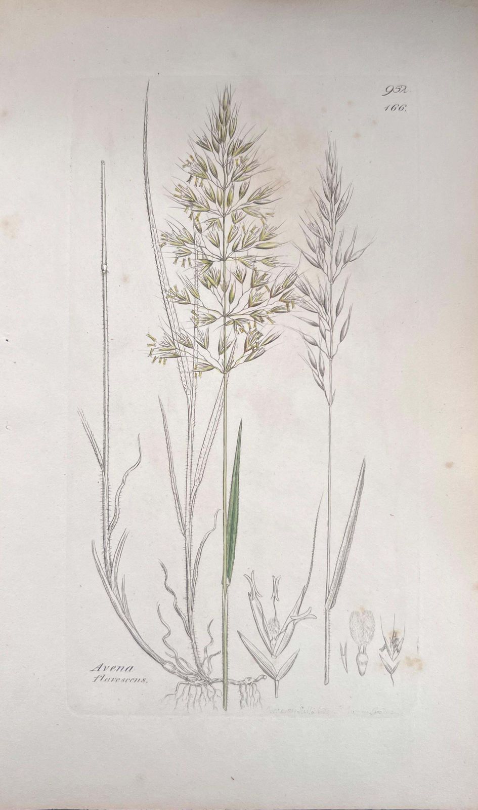 Unknownset Of Six Fine Antique British Hand Coloured Botanical Prints, Circa 1900'searly Mid 19th Century photo for sale