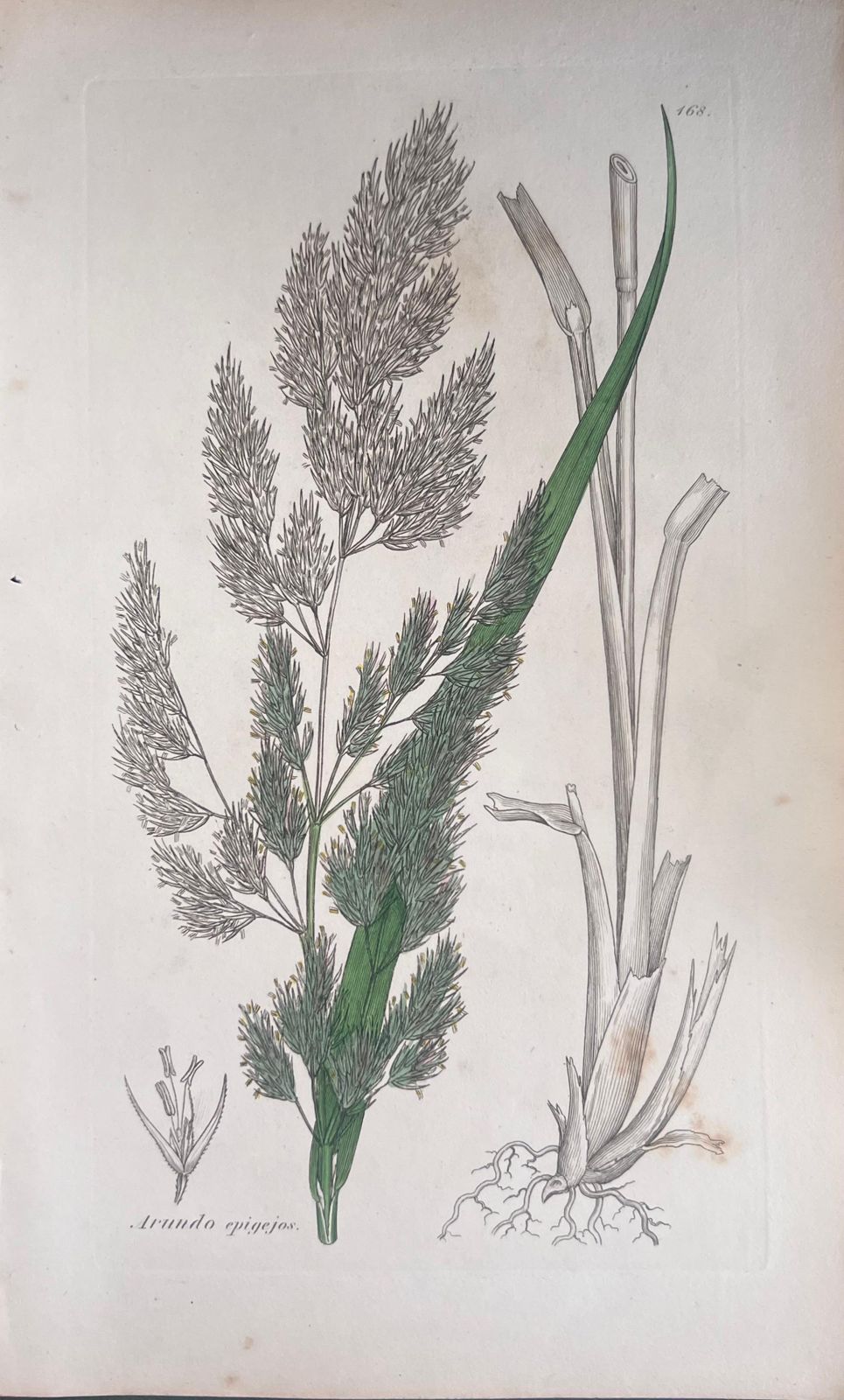Unknownset Of Six Fine Antique British Hand Coloured Botanical Prints, Circa 1900'searly Mid 19th Century photo 400.0