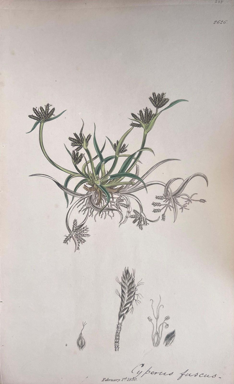 Unknownset Of Six Fine Antique British Hand Coloured Botanical Prints, Circa 1900'searly Mid 19th Century photo buy