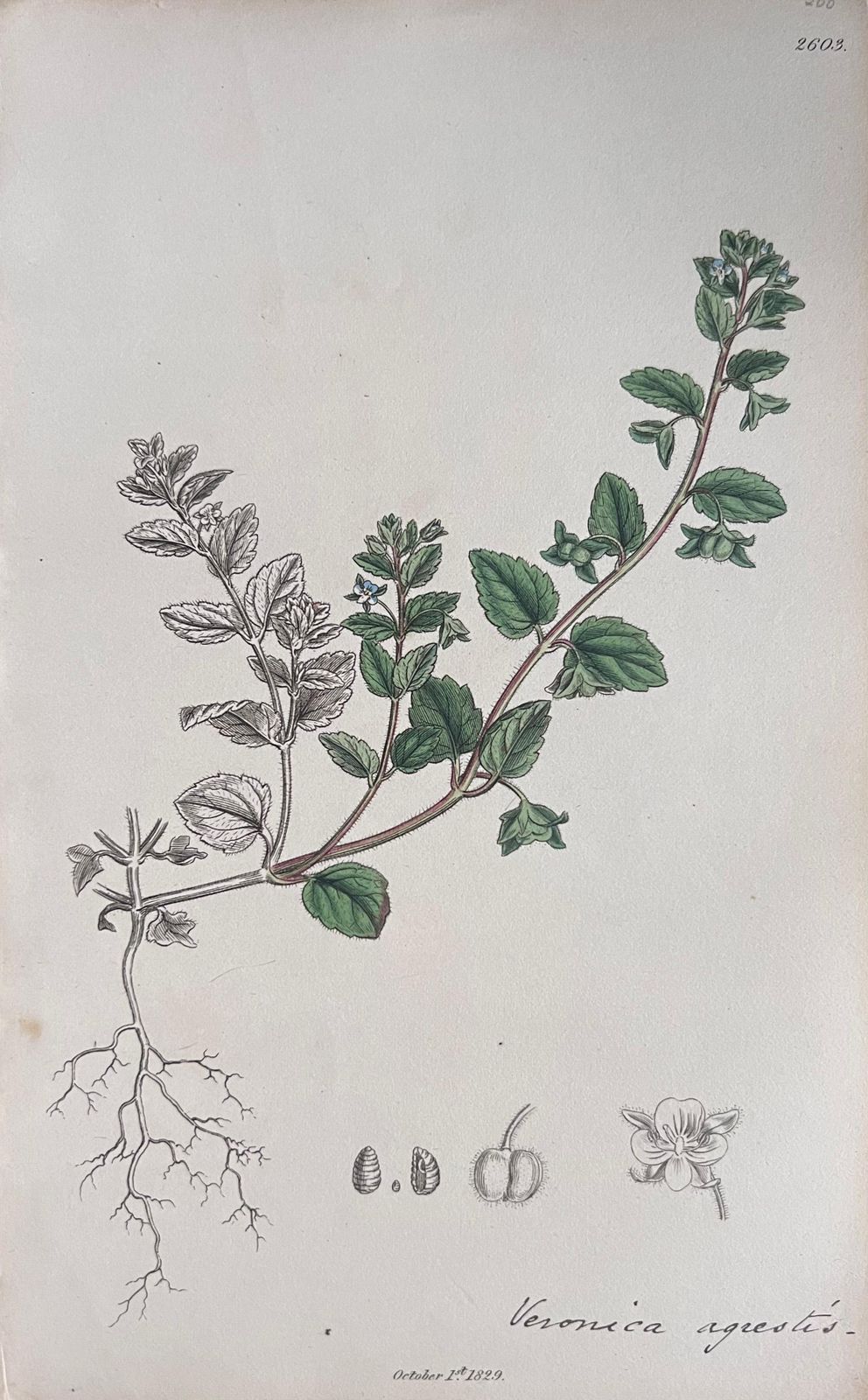 Unknownset Of Six Fine Antique British Hand Coloured Botanical Prints, Circa 1900'searly Mid 19th Century photo 408.0