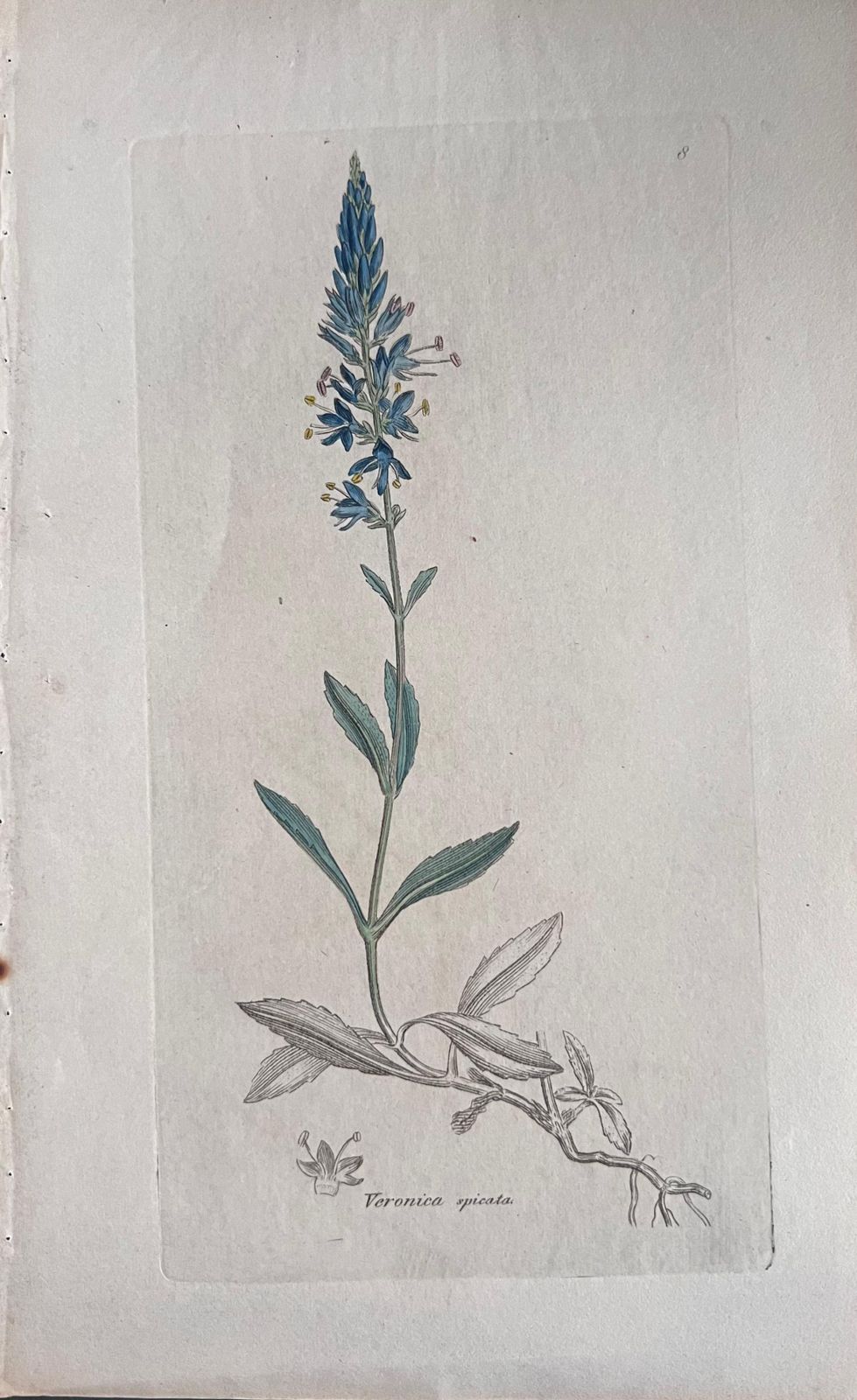 Unknownset Of Six Fine Antique British Hand Coloured Botanical Prints, Circa 1900'searly Mid 19th Century photo buy