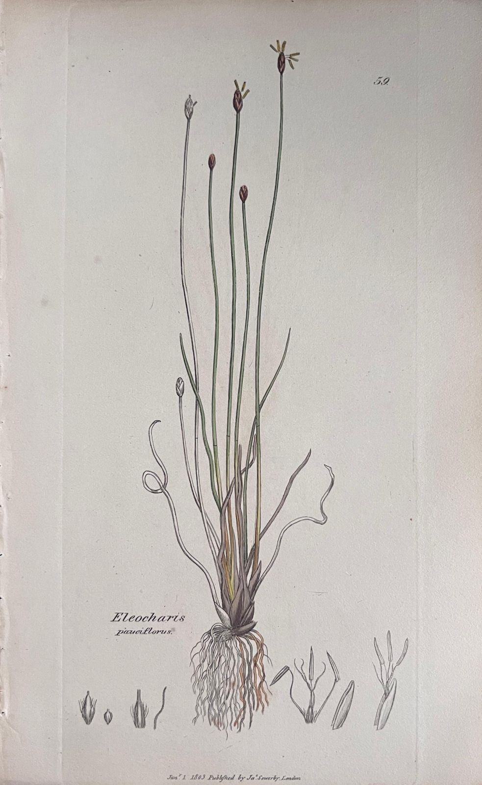 Unknownset Of Six Fine Antique British Hand Coloured Botanical Prints, Circa 1900'searly Mid 19th Century photo for sale