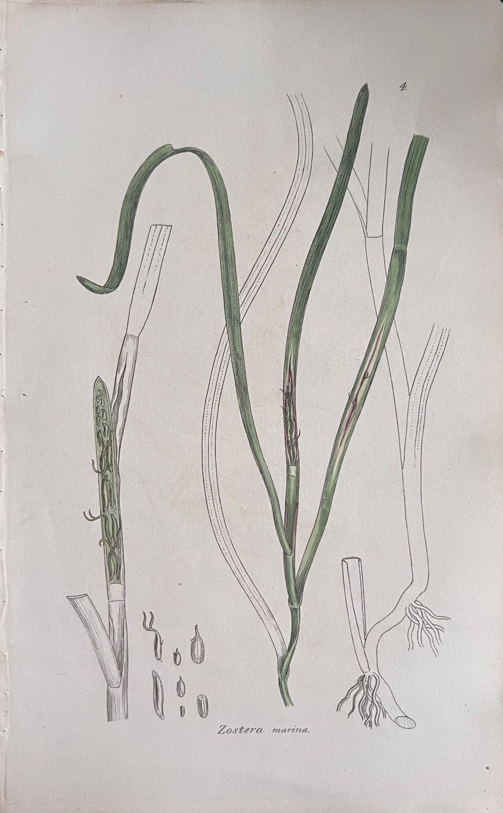 Unknownset Of Six Fine Antique British Hand Coloured Botanical Prints, Circa 1900'searly Mid 19th Century photo buy