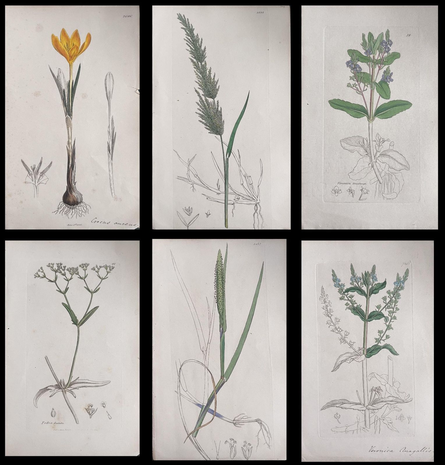 Unknownset Of Six Fine Antique British Hand Coloured Botanical Prints, Circa 1900'searly Mid 19th Century