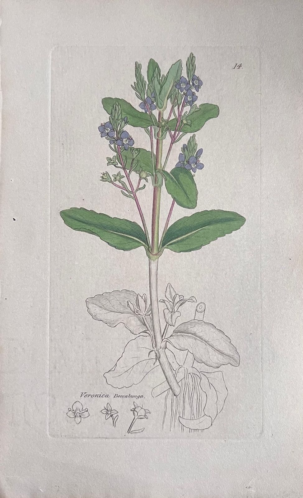 Unknownset Of Six Fine Antique British Hand Coloured Botanical Prints, Circa 1900'searly Mid 19th Century photo vinterior