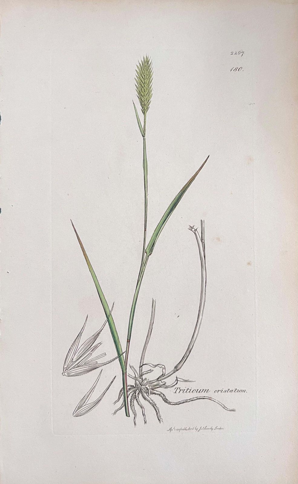 Unknownset Of Six Fine Antique British Hand Coloured Botanical Prints, Circa 1900'searly Mid 19th Century photo vinterior