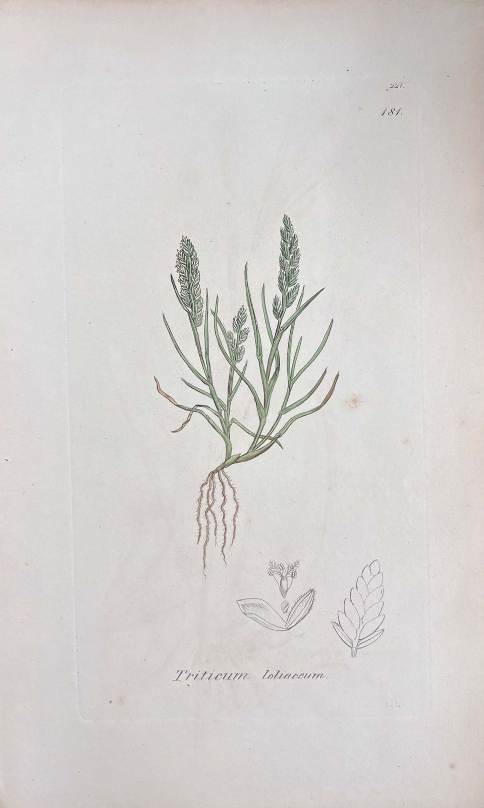 Unknownset Of Six Fine Antique British Hand Coloured Botanical Prints, Circa 1900'searly Mid 19th Century photo buy