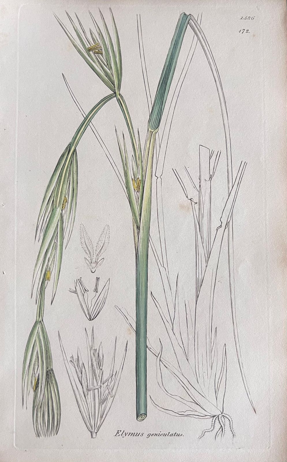 Unknownset Of Six Fine Antique British Hand Coloured Botanical Prints, Circa 1900'searly Mid 19th Century photo Art