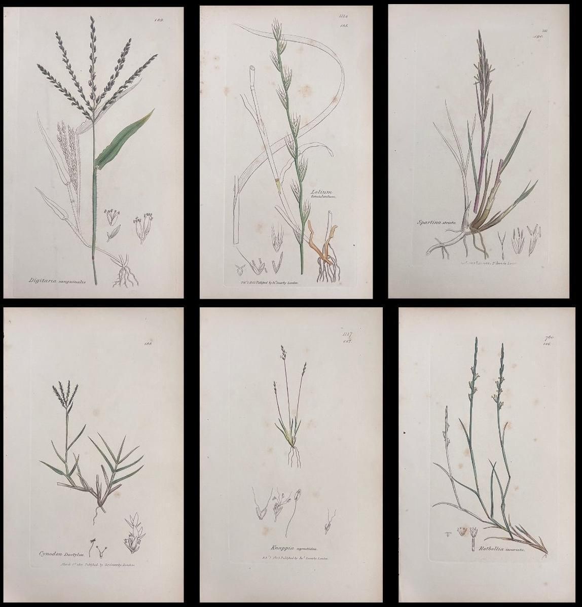 Unknownset Of Six Fine Antique British Hand Coloured Botanical Prints, Circa 1900'searly Mid 19th Century