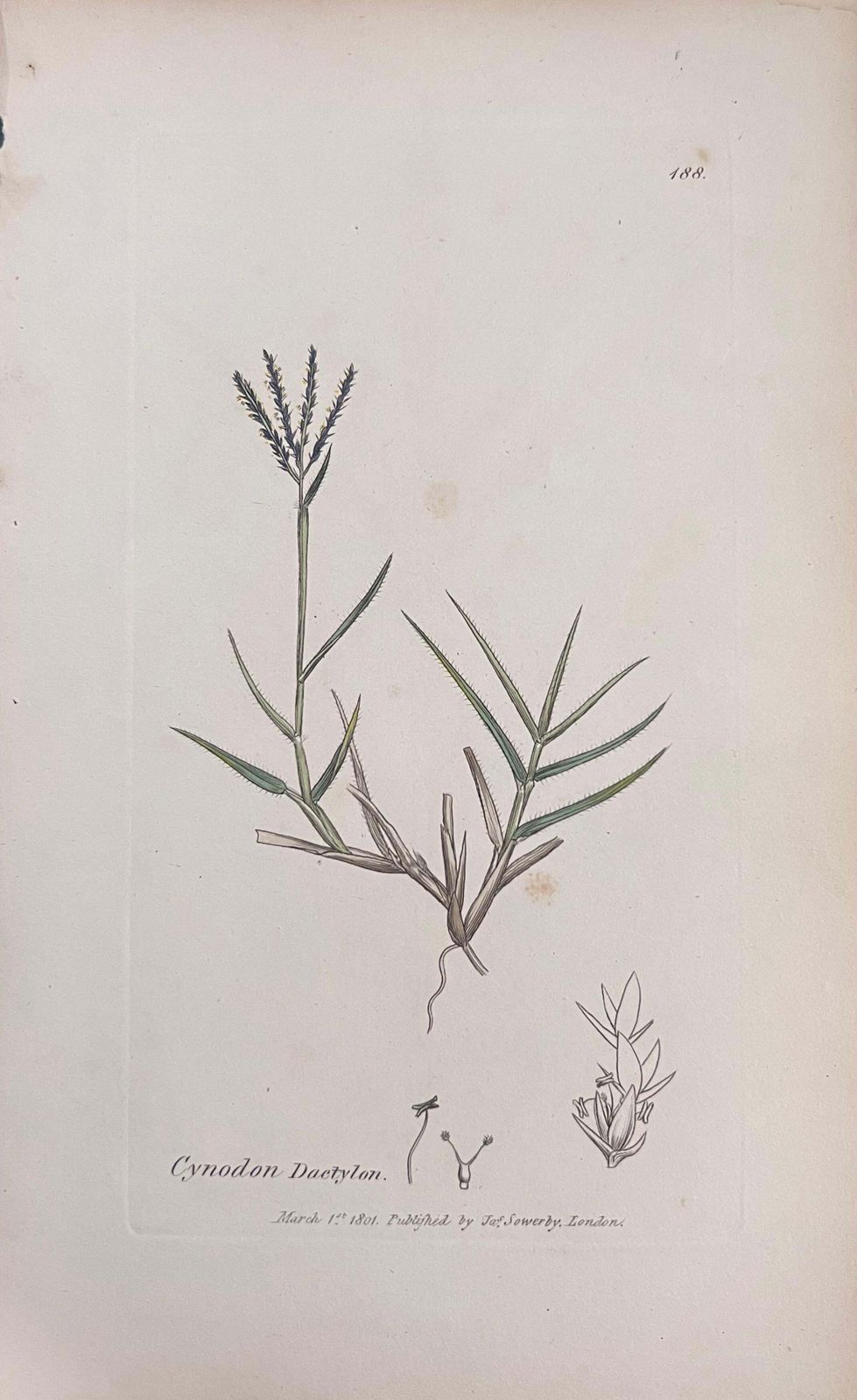 Unknownset Of Six Fine Antique British Hand Coloured Botanical Prints, Circa 1900'searly Mid 19th Century photo 407.0