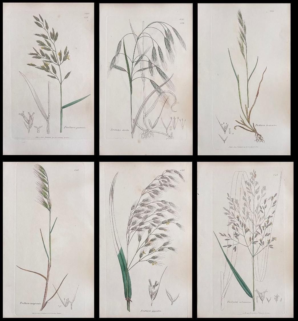 Unknownset Of Six Fine Antique British Hand Coloured Botanical Prints, Circa 1900'searly Mid 19th Century