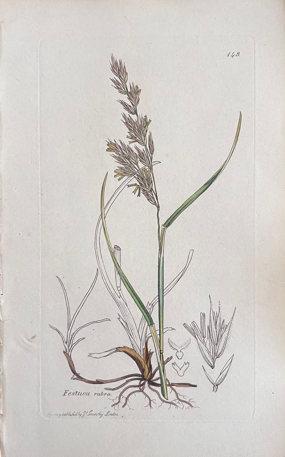 Unknownset Of Six Fine Antique British Hand Coloured Botanical Prints, Circa 1900'searly Mid 19th Century photo furniture