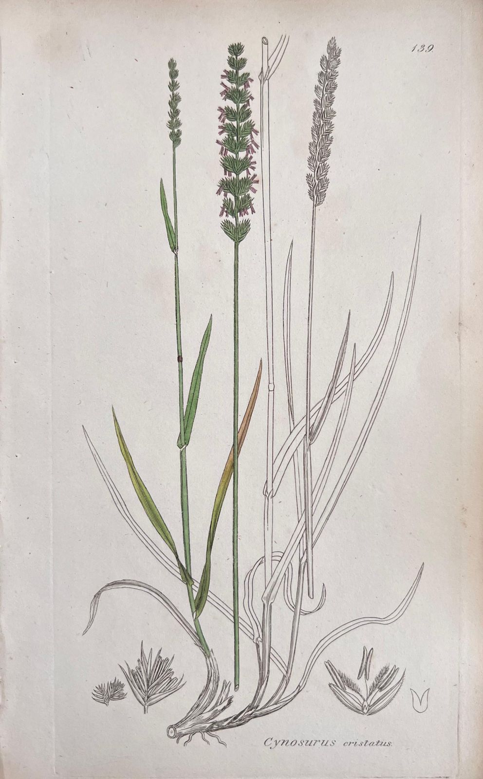 Unknownset Of Six Fine Antique British Hand Coloured Botanical Prints, Circa 1900'searly Mid 19th Century photo 408.0