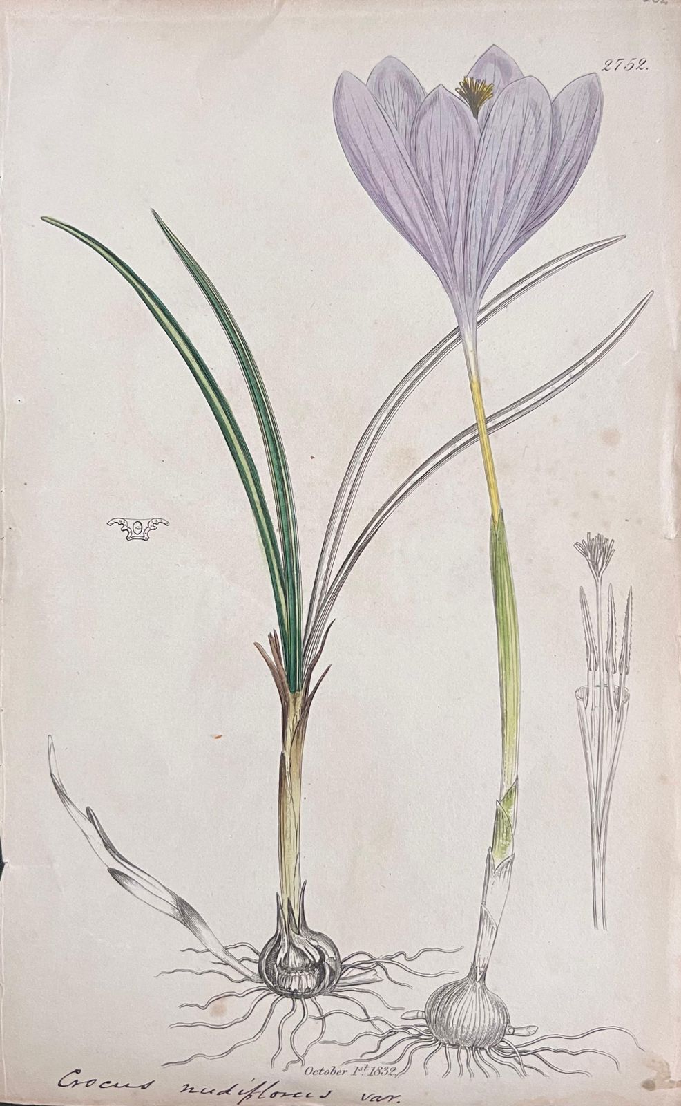 Unknownset Of Six Fine Antique British Hand Coloured Botanical Prints, Circa 1900'searly Mid 19th Century photo buy