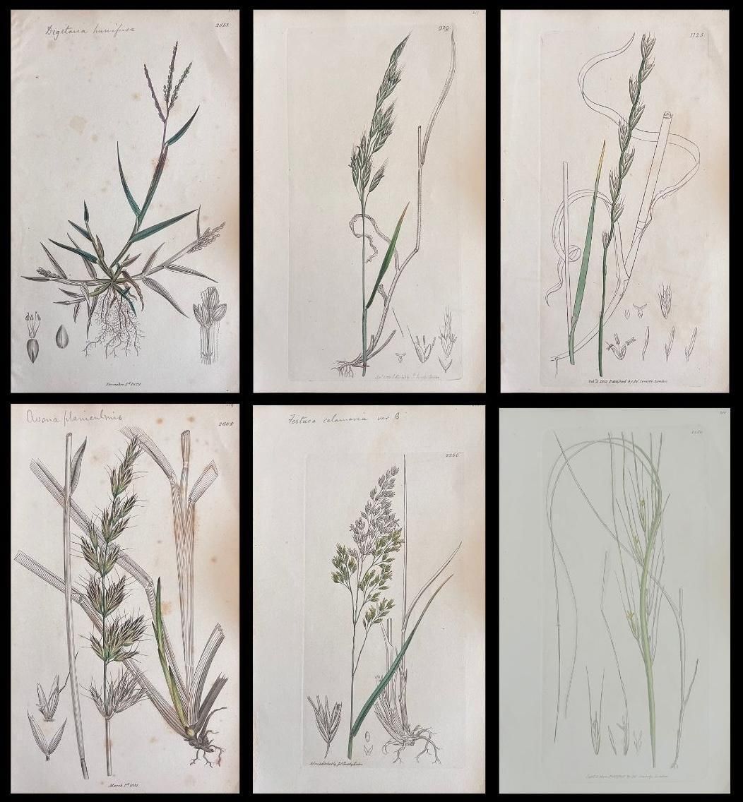 Unknownset Of Six Fine Antique British Botanical Paintings, Circa 1900'searly 19th Century
