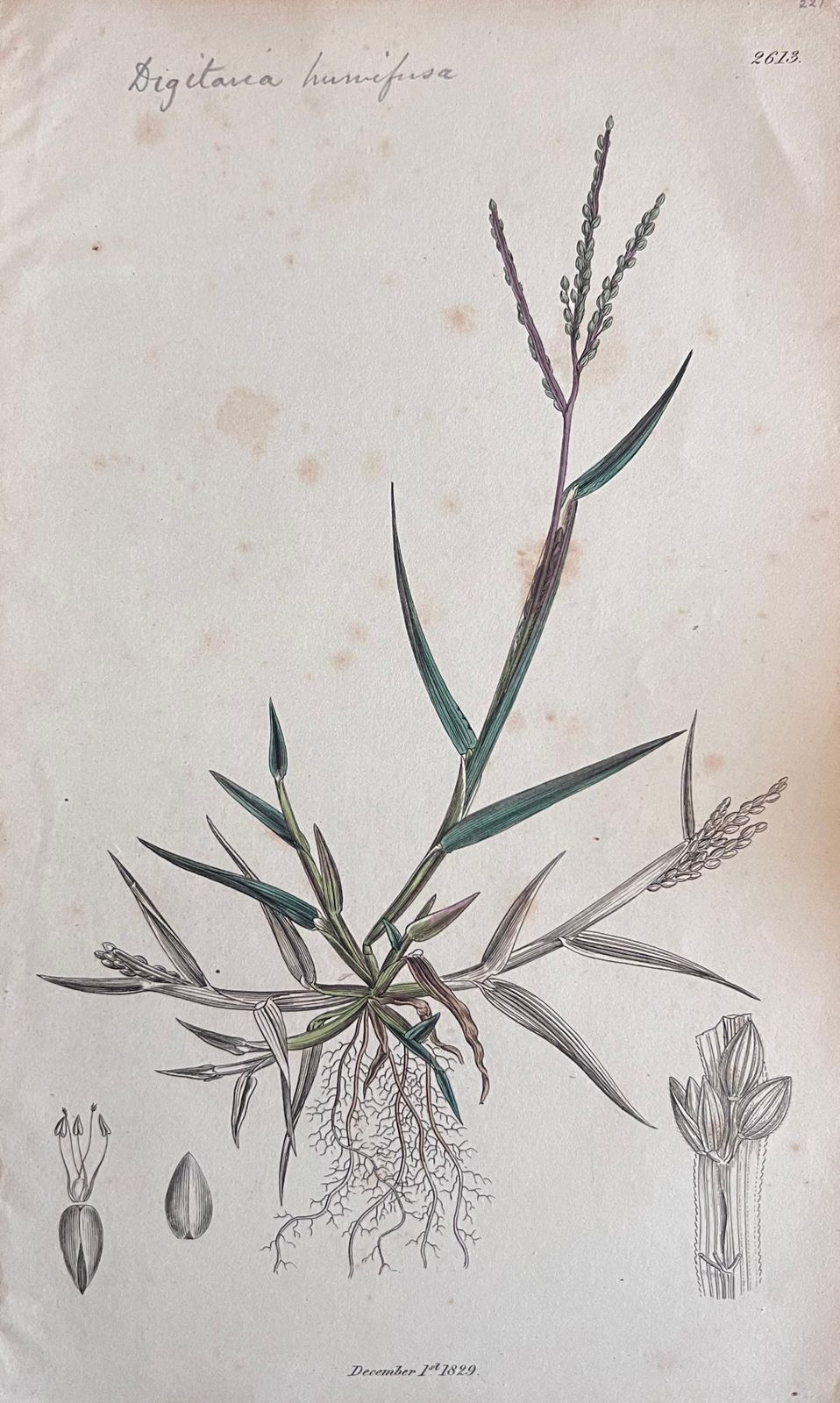 Unknownset Of Six Fine Antique British Botanical Paintings, Circa 1900'searly 19th Century photo buy
