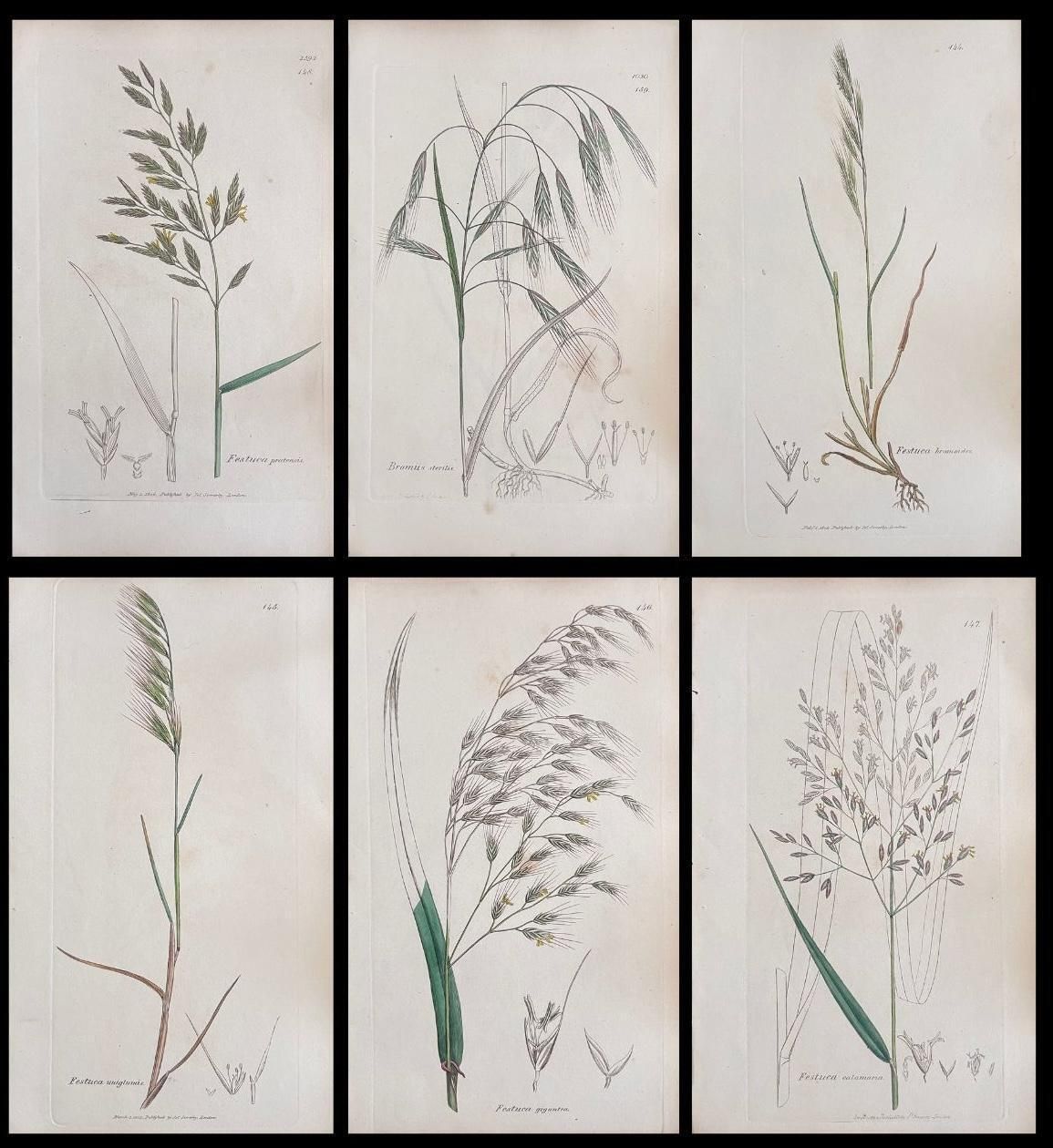 Unknownset Of Six Fine Antique British Hand Coloured Botanical Prints, Circa 1900'searly Mid 19th Century