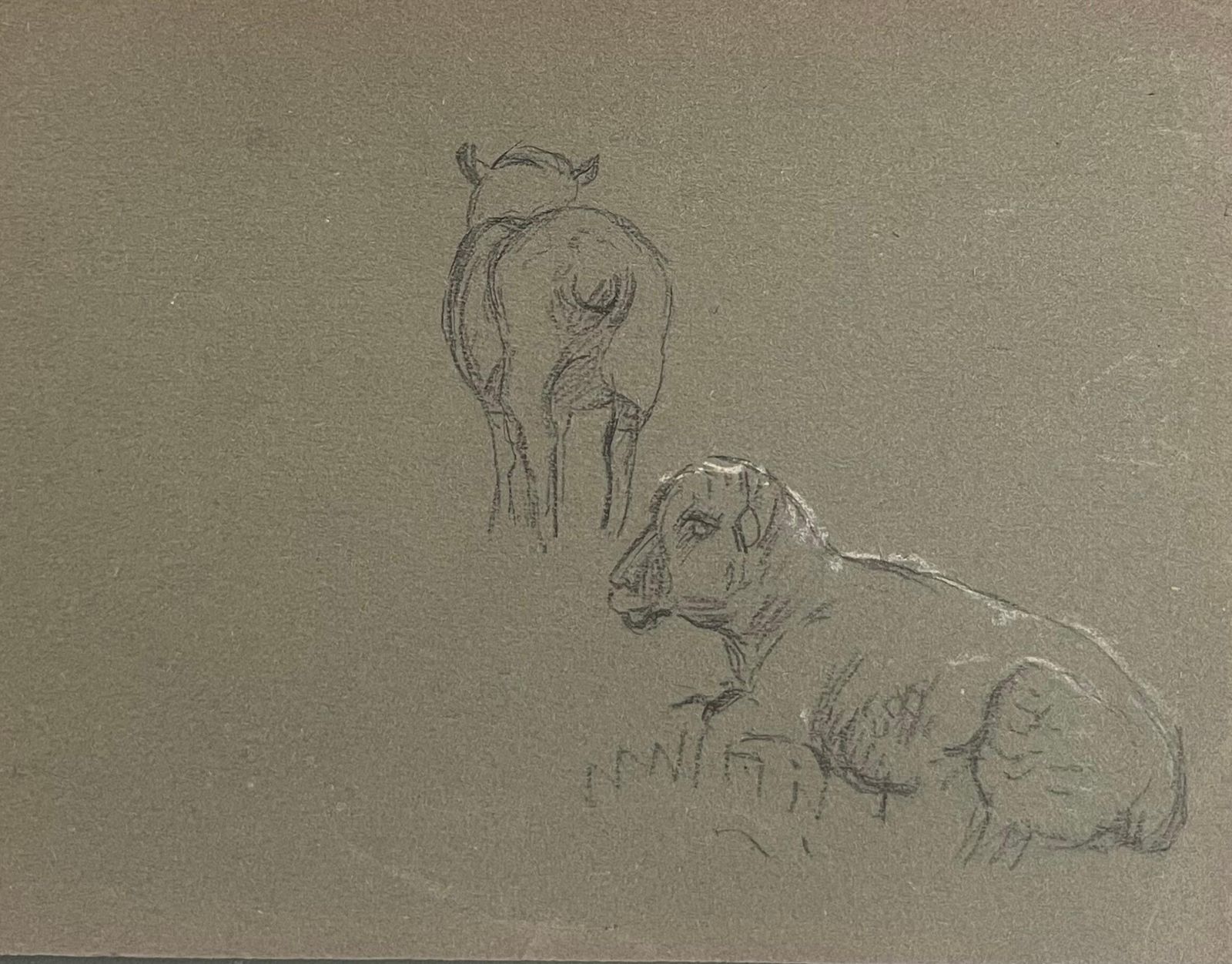 John Rabone Harveybritish Chalk Pencil Sketches Of Two Sheep Standing And Lying On The Grass1966