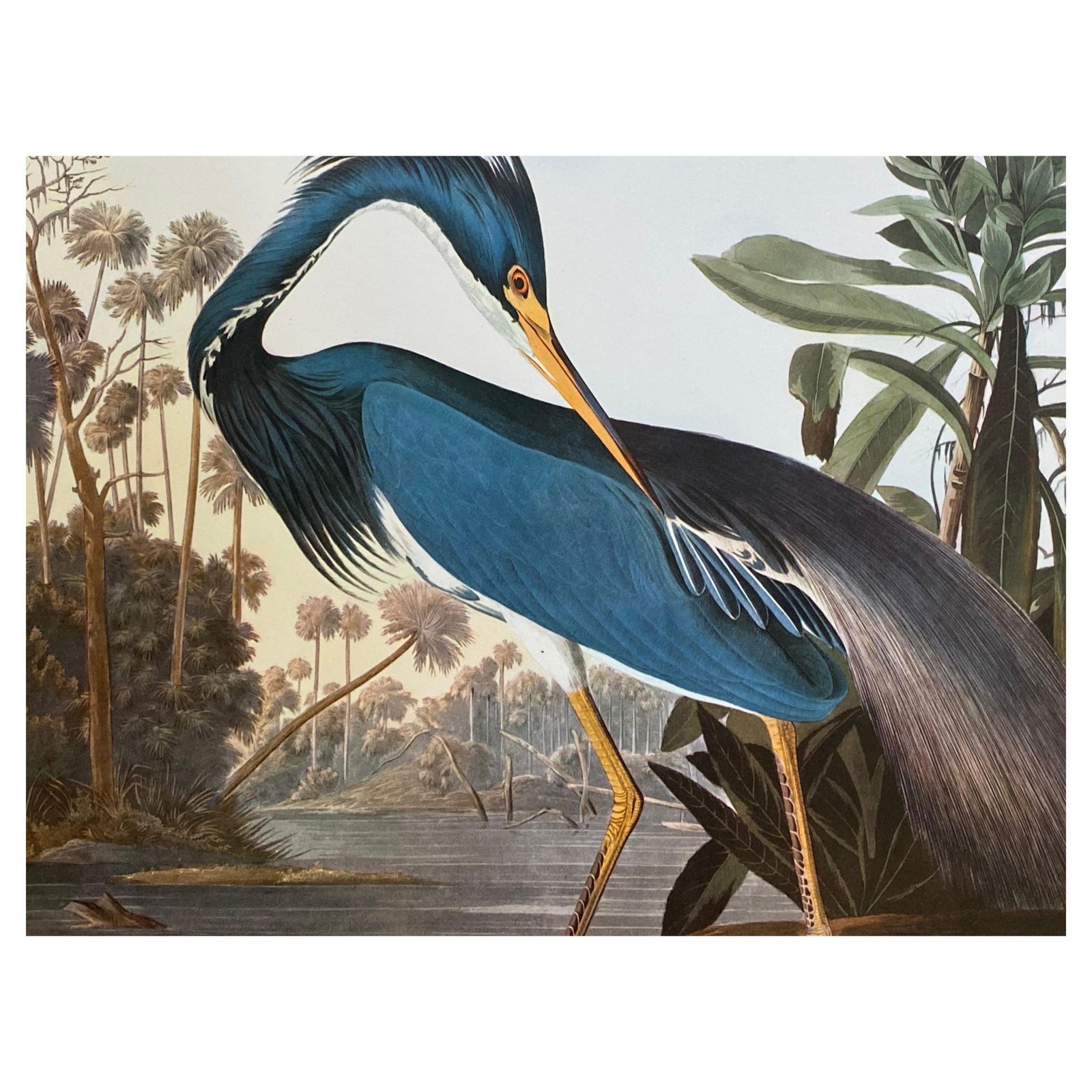 Unknownlarge Classical Bird Color Print After John James Audubon, Louisiana Heron20th Century