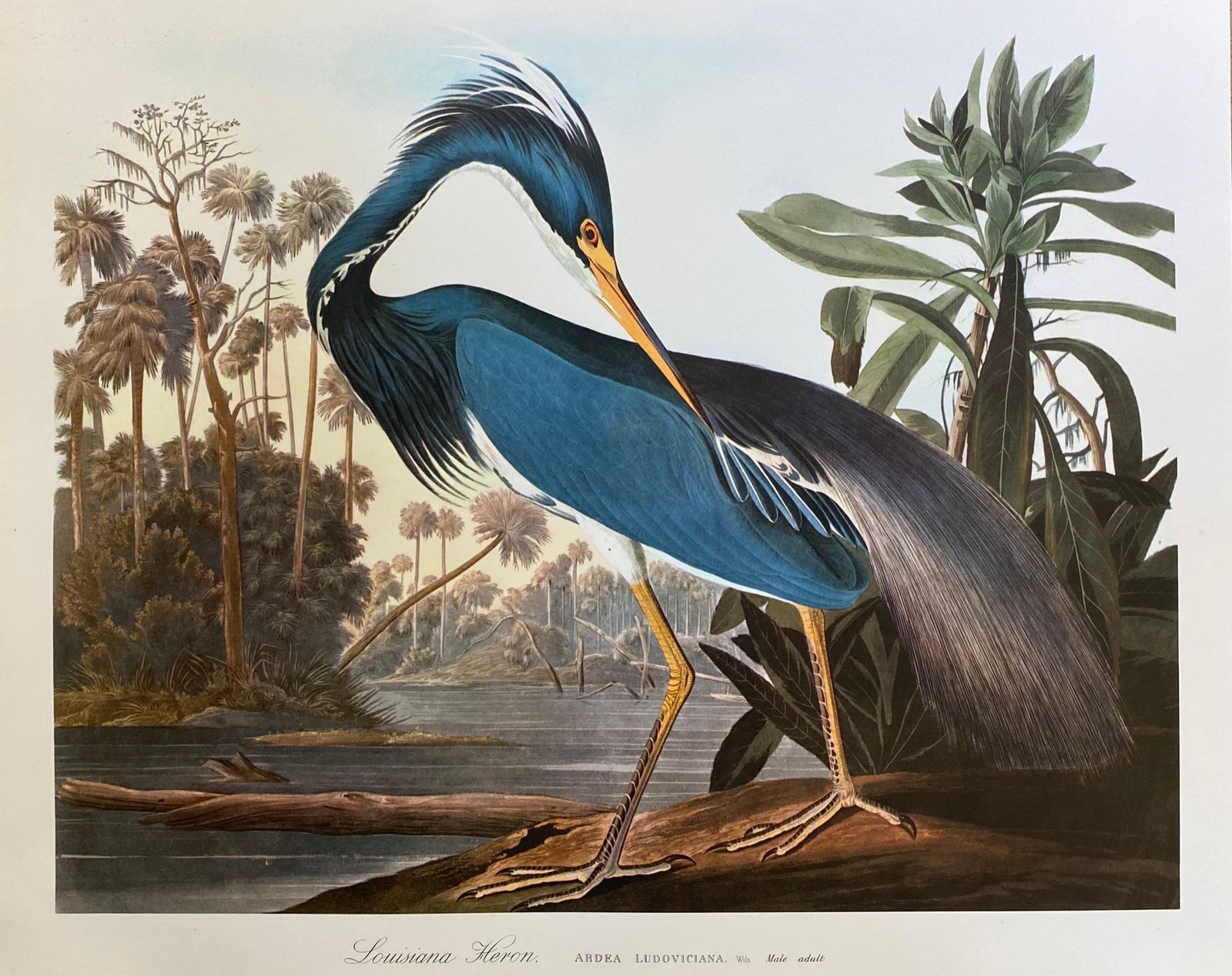 Unknownlarge Classical Bird Color Print After John James Audubon, Louisiana Heron20th Century photo furniture