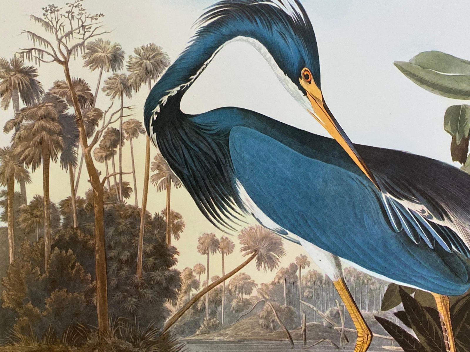 Unknownlarge Classical Bird Color Print After John James Audubon, Louisiana Heron20th Century photo for sale