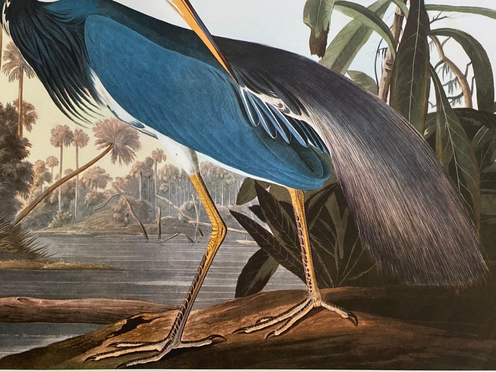 Unknownlarge Classical Bird Color Print After John James Audubon, Louisiana Heron20th Century photo 138.0