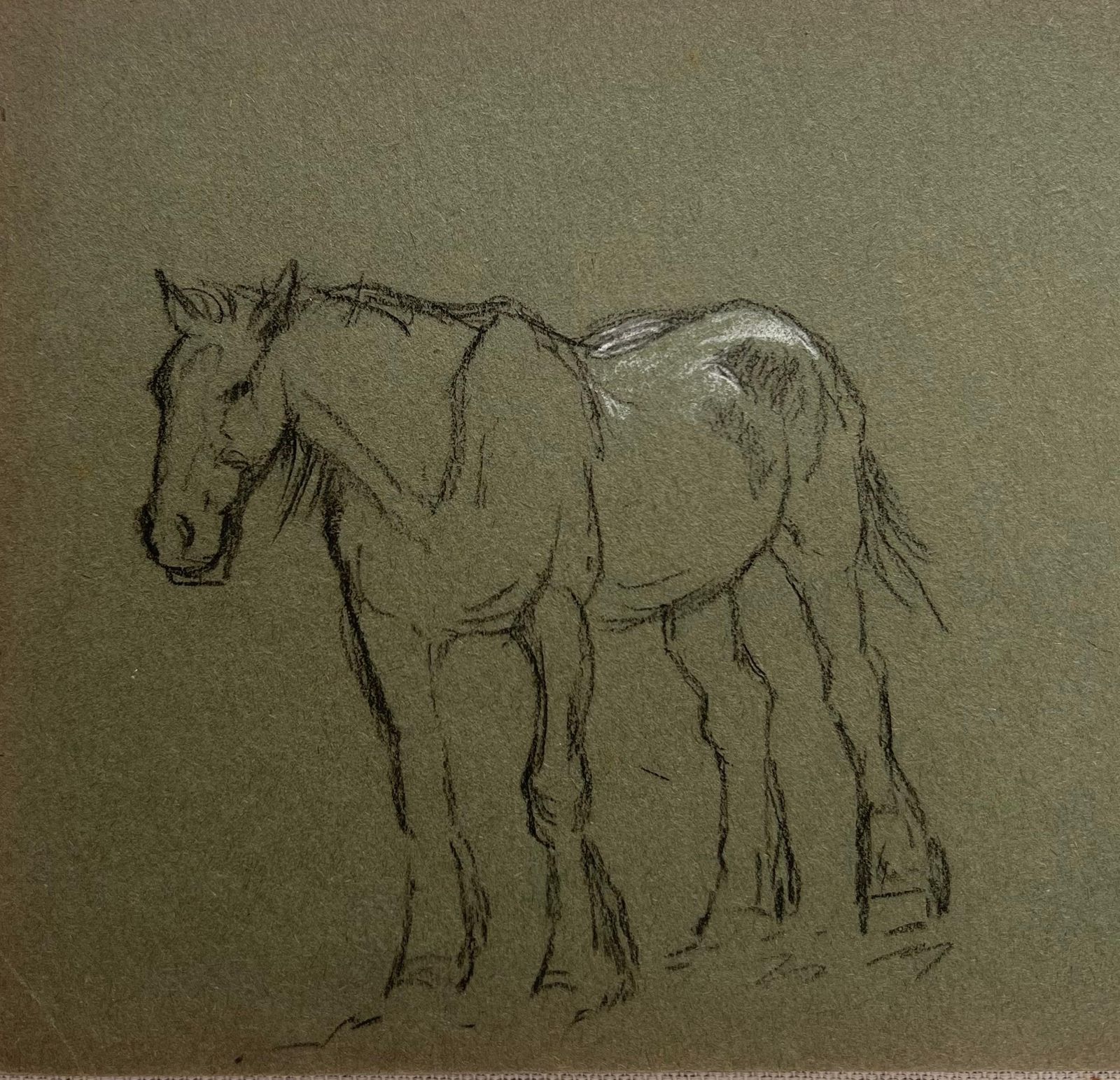 John Rabone Harveybritish Chalk Sketch Of A Young Horse With White Markings1966 photo furniture