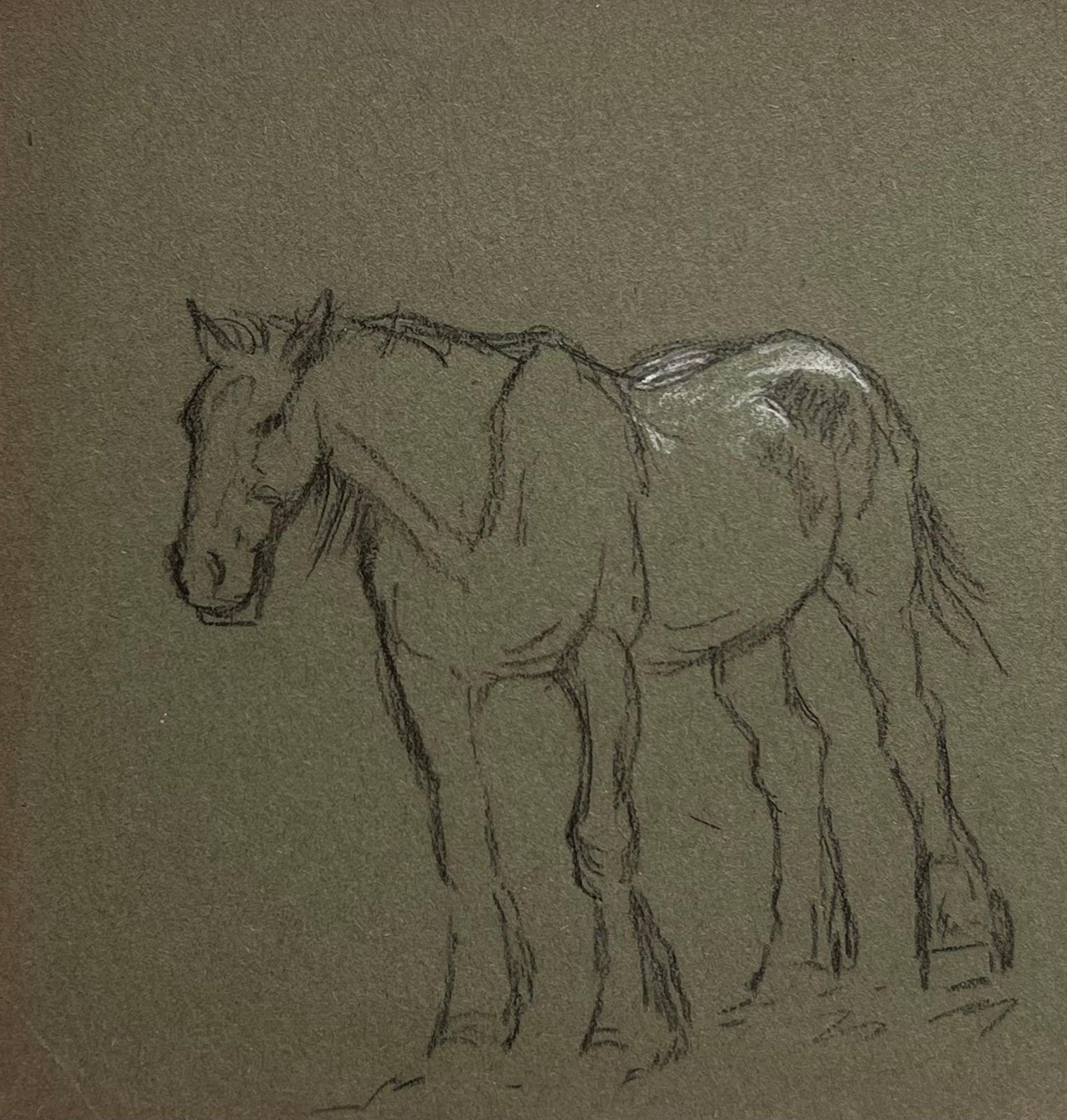 John Rabone Harveybritish Chalk Sketch Of A Young Horse With White Markings1966 photo 101.0