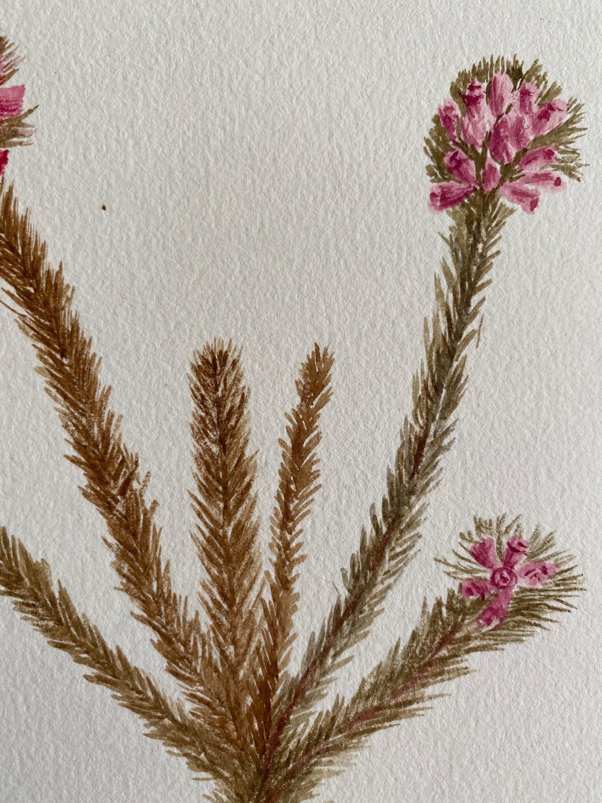 Unknownfine Antique British Botannical Watercolour Painting, Circa 1900'scirca 1900s photo for sale