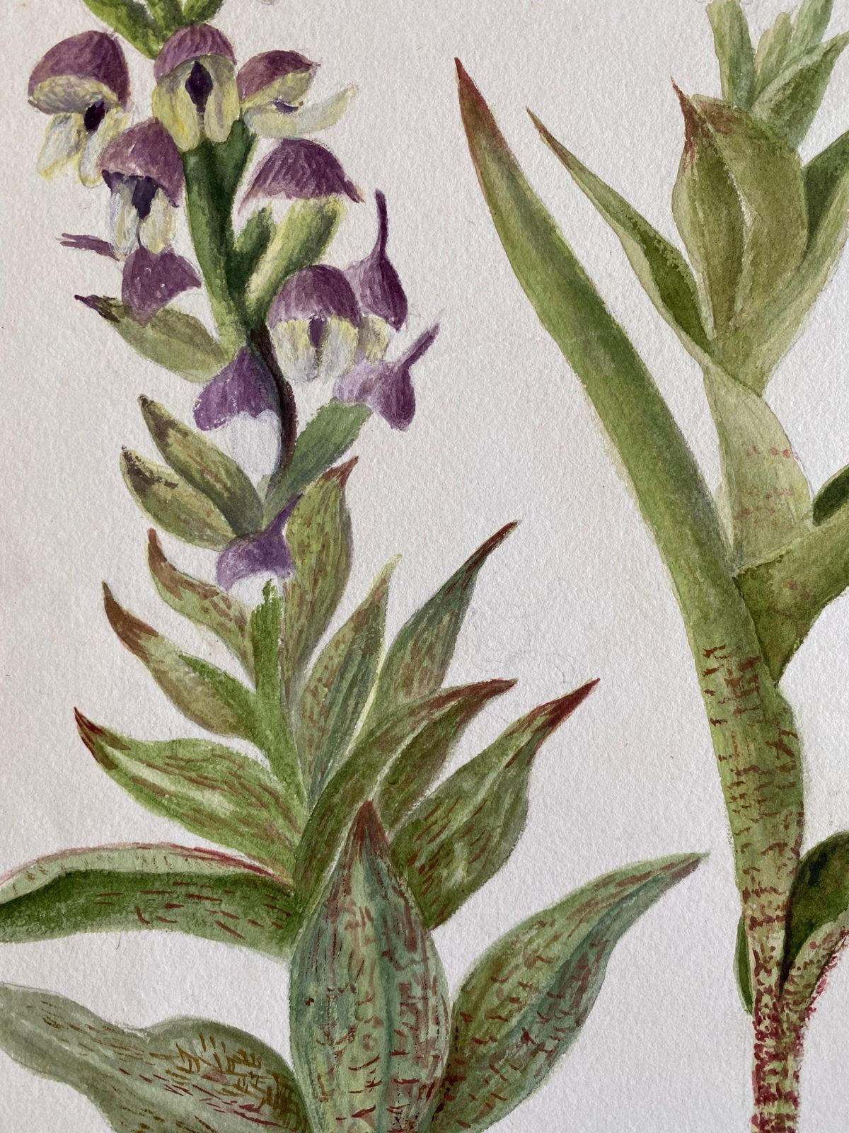 Unknownfine Antique British Botannical Watercolour Painting, Circa 1900'scirca 1900s photo 250.0