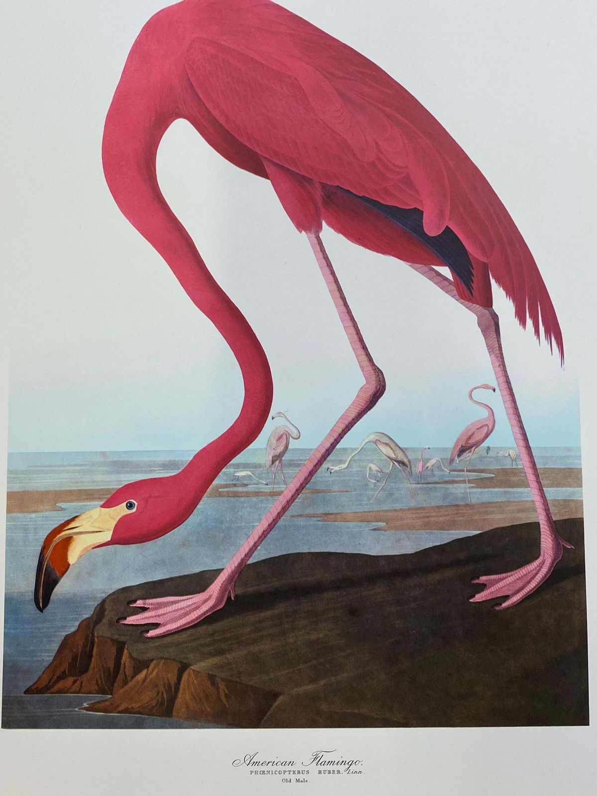 Unknownlarge Classical Bird Color Print After John James Audubon, American Flamingo20th Century photo furniture