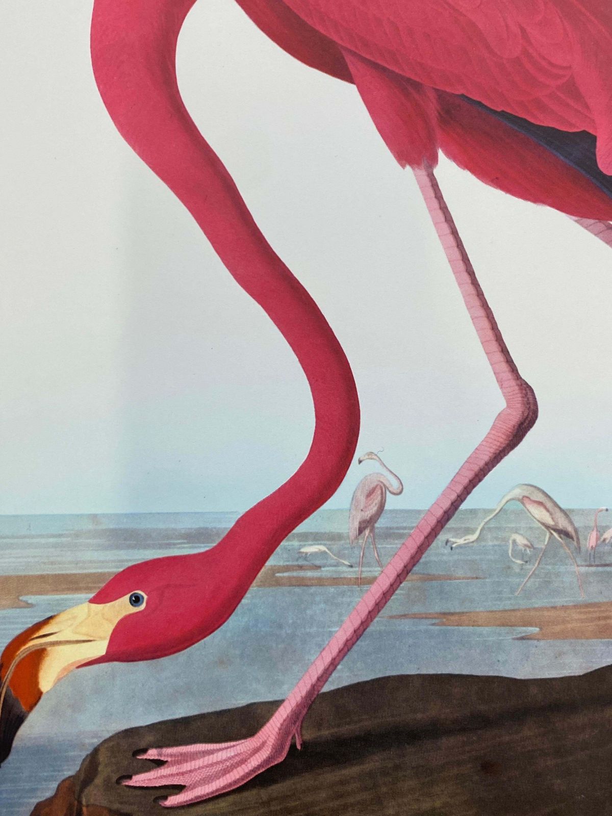 Unknownlarge Classical Bird Color Print After John James Audubon, American Flamingo20th Century photo for sale