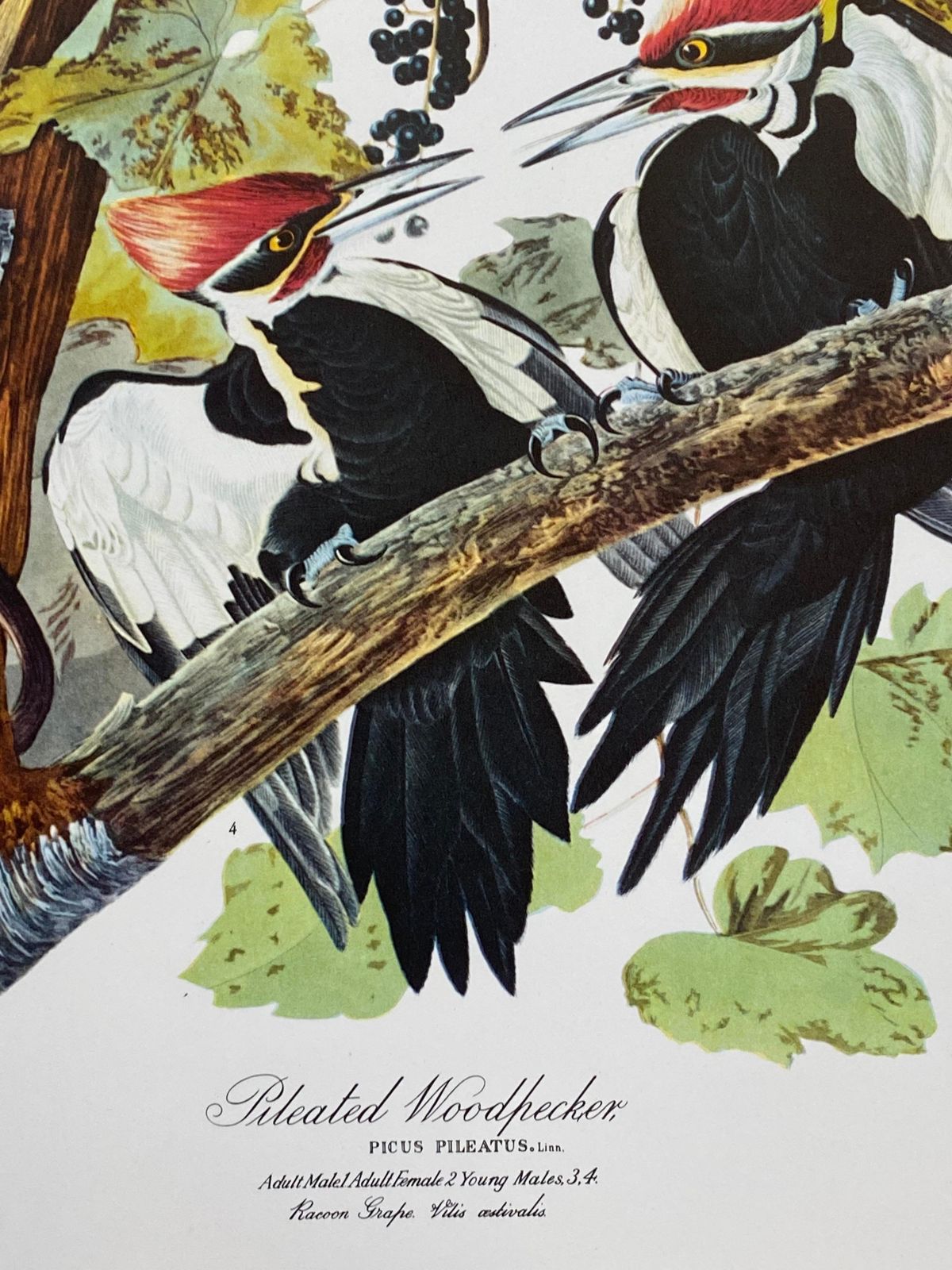 Unknownlarge Classical Bird Color Print After John James Audubon, Pileated Woodpecker20th Century photo 137.0