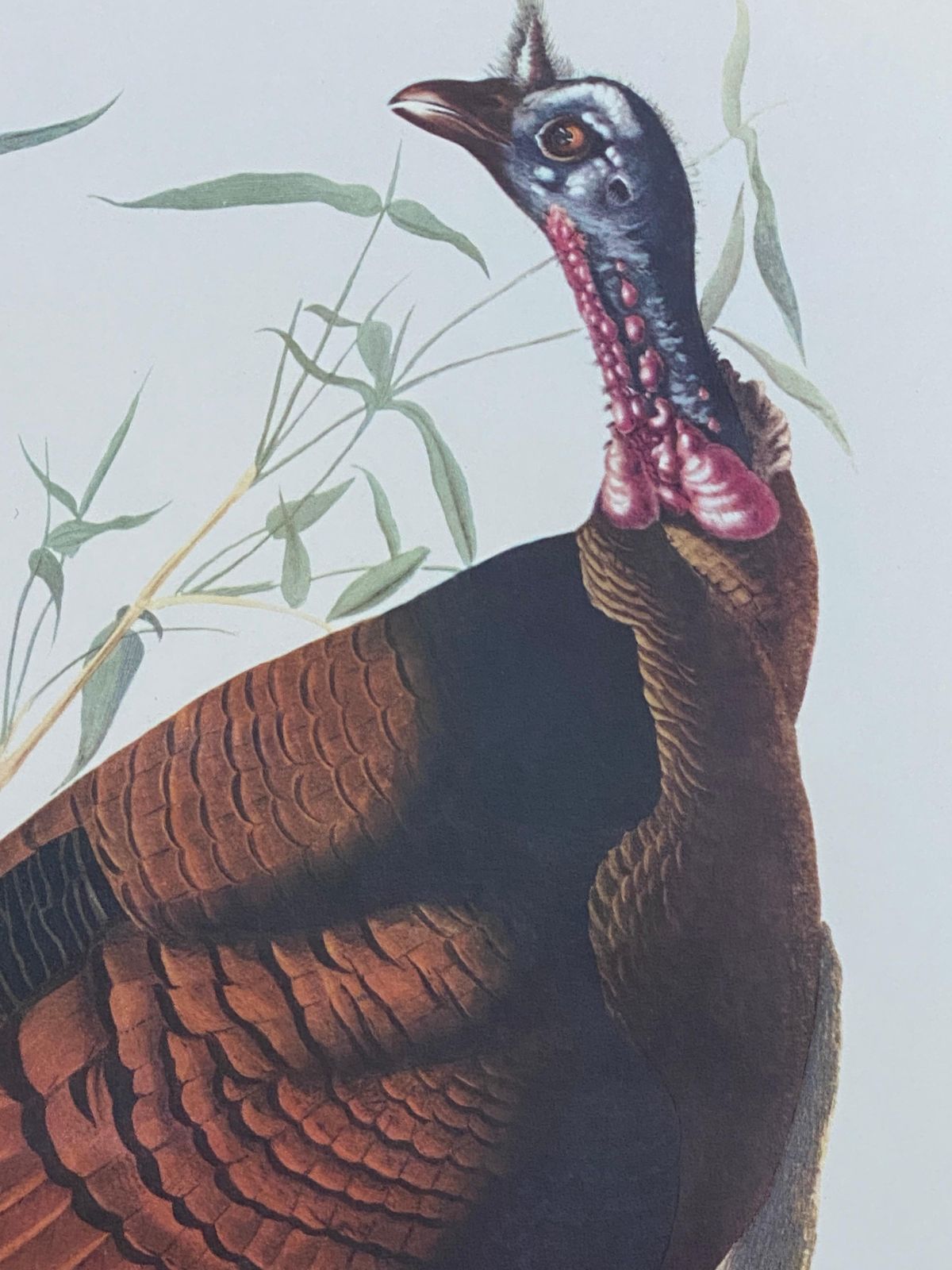 Unknownlarge Classical Bird Color Print After John James Audubon, Wild Turkey20th Century photo furniture